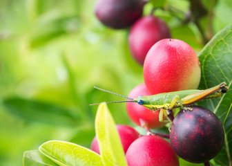 Wall Mural - Grasshopper on pink berry fruit. Nature background with copy space.