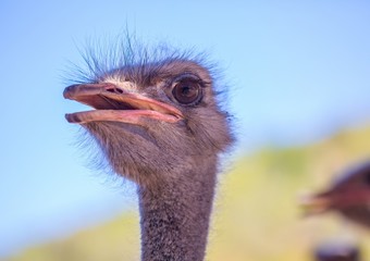 Ostrich on a farm near the city of Oudtshoorn