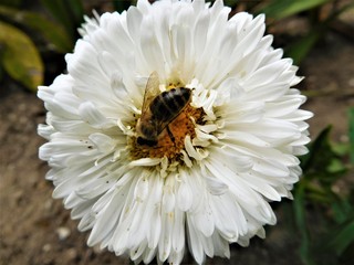 The white bloom and bee who take pollen