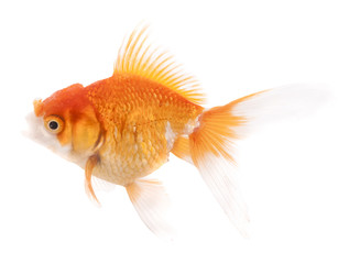 Wall Mural - Goldfish on White Background