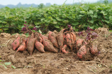 Harvesting Sweet Potato At Organic Farm