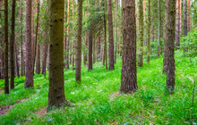 Pine Summer Forest With A Bright Green Undergrowth