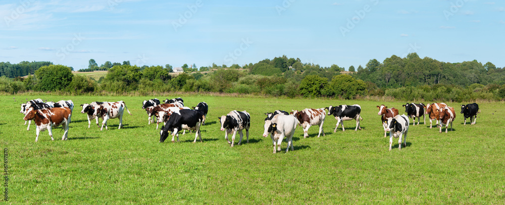 Dairy cow in pasture. Panorama. Banner - obrazy, fototapety, plakaty 