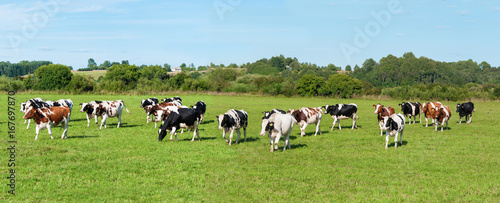 Fotomural Dairy cow in pasture. Panorama. Banner
