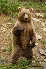 Wall Mural - big brown bear in the forest