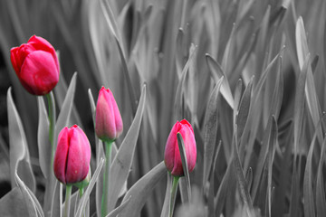 Pink tulips. Black and white photo