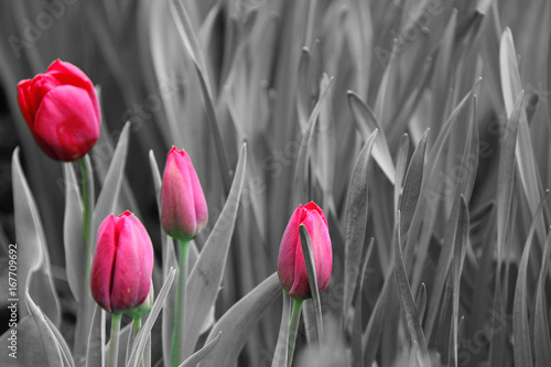 Dekoracja na wymiar  rozowe-tulipany-czarno-biale-zdjecie