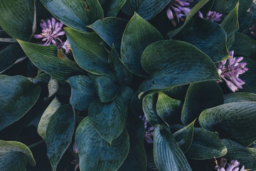 Green Hosta Leaves