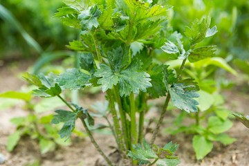 celery growing in garden