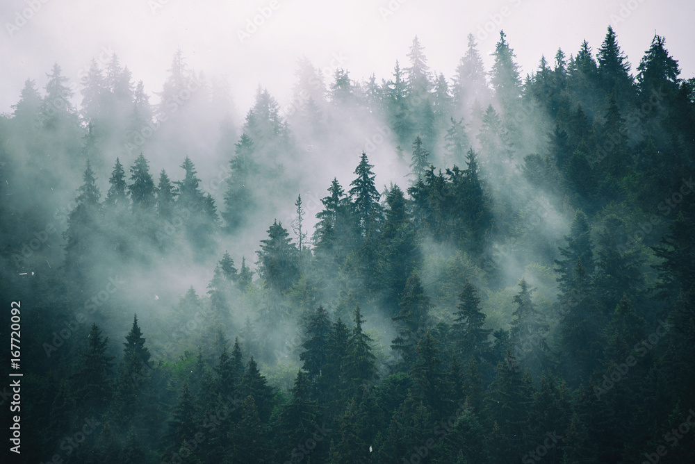 Misty landscape with fir forest in hipster vintage retro style - obrazy, fototapety, plakaty 