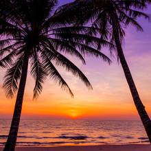 Palm Trees Silhouette At Sunset. Sunset And Beach. Beautiful Sunset Above The Sea