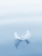 downy feather on a water surface