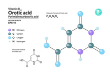 Structural Chemical Molecular Formula And Model Of Orotic Acid. Atoms Are Represented As Spheres With Color Coding Isolated On Background. 2d, 3d Visualization And Skeletal Formula. Vector Formula