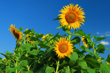 Poster - Beautiful sunflower against blue sky