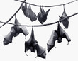 Colony of bats hanging on vines in white background