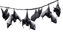 Group Of Bats Hanging On Rope