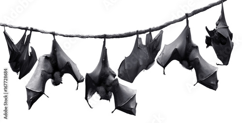Fotografie, Obraz Colony of bats hanging on vines isolated in white background