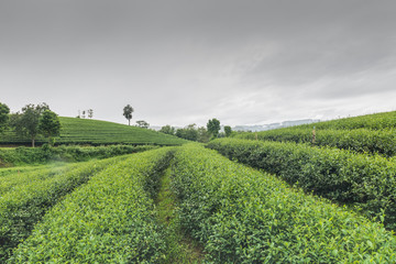 Tea farm in North Thailand, South East Asia.