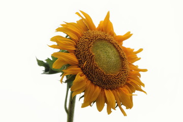 Yellow sunflowers on a white background.