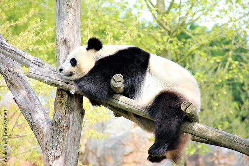 Zdjęcie XXL gigantyczna panda beauval