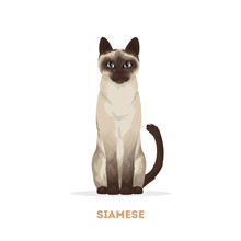 Isolated Siamese Cat.