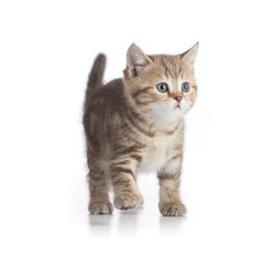 Naklejka na meble Young cat walking front view isolated