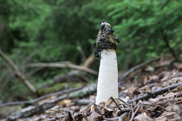 Stinkmorchel ( Phallus impudicus )