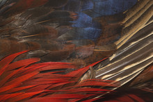 Closeup Golden Pheasant Feather