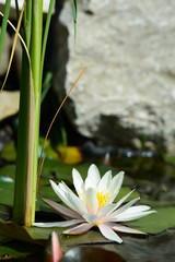 Wall Mural - lotus flower.