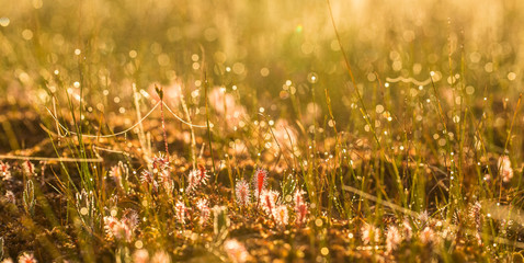 Wall Mural - a beautiful great sundew growing on the marsh ground in morning light. a beautiful summer sunrise sc