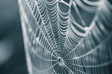 A beautiful closeup of a spider web in marsh. Web with water droplets in morning light. Beautiful marsh scenery. Abstract monochrome look.