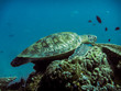 Die Unterwasserwelt des Komodoarchipels - Kleine Sundainseln - Indonesien