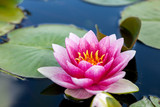 Pink lotus flower on the water