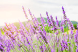 Fototapeta Lawenda - Beautiful purple lavender flowers with yellow light in park