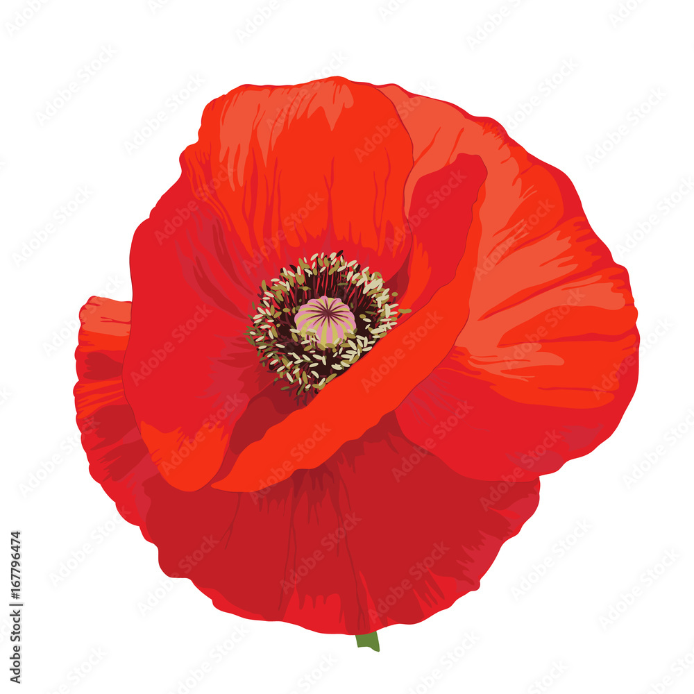 Poppy flower - Papaver rheas.
Hand drawn illustration of a red poppy on transparent background. - obrazy, fototapety, plakaty 