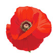 Poppy flower - Papaver rheas.
Hand drawn illustration of a red poppy on transparent background.