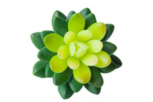 Green Succulent Isolated On White Background With Clipping Path Included