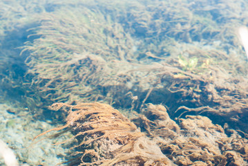  Underwater shot of the grass and plants are immersed in pure water