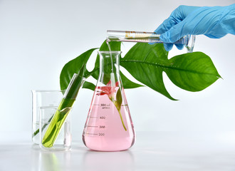 Scientist mixing natural organic extraction and green herbal leaves, Flower aroma essence solution in laboratory.