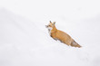 © Mircea Costina - Red fox in winter