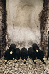 Wall Mural - Bottles of wine on shelves