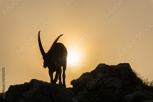 Fotografia Steinbock im Sonnenuntergang in den österreichischen Alpen (Steiermark) in der N