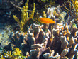 Die indonesiche Unterwasserwelt