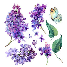 Watercolor Collection Of Purple Lilac.