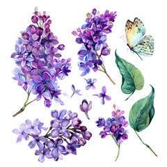 watercolor collection of purple lilac.