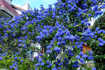 Poster - Tree with blooming flowers on spring day