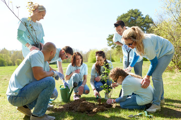 Canvas Print - group of volunteers planting tree in park