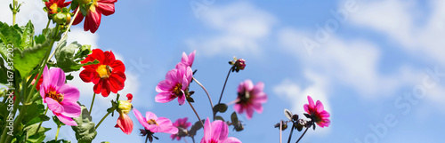 Blumenwiese