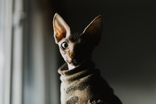 Profile Of Sphinx Cat In Camouflage Shirt