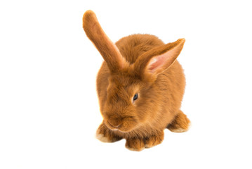 Sticker - Red rabbit isolated